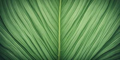 The image features a large green leaf, possibly a palm leaf, with a long stem. The leaf is prominently displayed in the foreground, covering a significant portion of the image. The leaf's vibrant green color and its prominent position in the frame create a sense of depth and natural beauty. The visual style of the image is a close-up of the leaf, emphasizing its intricate details and textures.