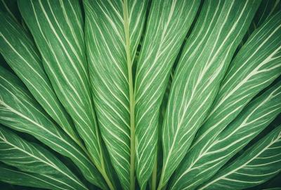 The image features a close-up of a large green leaf with a patterned texture. The leaf is prominently displayed, covering most of the frame. The visual style of the image is a photo, capturing the intricate details of the leaf. The colors and mood of the image are predominantly green, creating a natural and serene atmosphere.