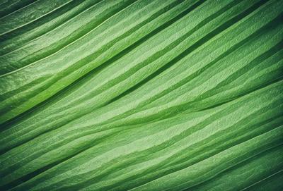 The image features a close-up of a large green leaf, possibly a palm leaf, with a wavy texture. The leaf is the primary subject of the image, and it is set against a background of other leaves, creating a sense of depth and texture. The visual style of the image is a close-up, which emphasizes the intricate details of the leaf. The colors in the image are predominantly green, which gives the image a natural and serene atmosphere.