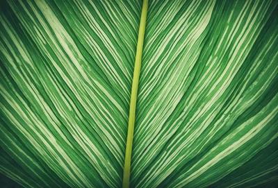 The image features a large green leaf with a long stem, which is prominently displayed in the foreground. The leaf is the primary subject of the image, and it appears to be a natural, organic element. The setting is a close-up of the leaf, with no background visible. The visual style is a realistic representation of the leaf, and the colors are predominantly green, giving the image a natural and serene atmosphere.
