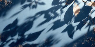 The primary subject of the image is a tree with a blue background. The tree is casting a shadow on the blue surface, creating a visually striking scene. The visual style of the image is a photo, capturing the natural beauty of the tree and its shadow. The colors and mood of the image are predominantly blue, giving it a calm and serene atmosphere.