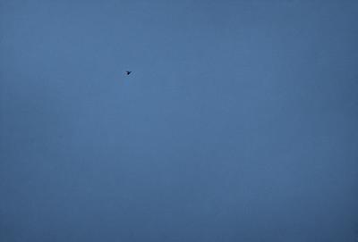 The primary subject of the image is a bird flying high in the sky. The bird is positioned towards the left side of the image. The setting is a clear blue sky, which provides a beautiful backdrop for the bird's flight. The visual style of the image is a photo, capturing the bird in its natural environment. The colors in the image are predominantly blue, creating a serene and peaceful atmosphere.
