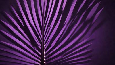 The image features a large, purple palm leaf with a distinctive pattern. The leaf is the primary subject, and it is set against a dark background, creating a striking contrast. The visual style of the image is a close-up of the palm leaf, showcasing its intricate details. The dominant colors in the image are purple and black, giving it a moody and dramatic atmosphere.