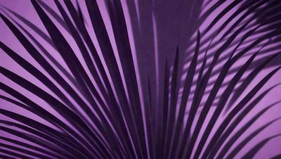 The primary subject of the image is a large, purple palm leaf. The setting is a dark background, which contrasts with the vibrant purple color of the palm leaf. The visual style appears to be a close-up of the palm leaf, showcasing its unique texture and pattern. The colors and mood of the image are predominantly purple, creating a sense of depth and intrigue.