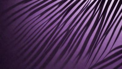 The image features a large, purple palm tree with long, thin leaves. The tree is the primary subject of the image, and it is set against a purple background. The visual style of the image is a photo, and the dominant colors are purple and green, creating a calm and serene atmosphere.