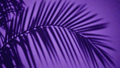 The image features a large, purple palm leaf with a pattern of white stripes. The leaf is prominently displayed in the foreground, creating a striking visual effect. The purple hue of the palm leaf adds a unique and vibrant touch to the scene.