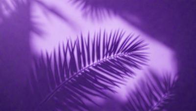 The image features a close-up of a leaf, possibly a palm leaf, with a purple hue. The leaf is the primary subject, and it is set against a purple background. The visual style appears to be a photo, and the colors and mood convey a sense of calmness and tranquility.