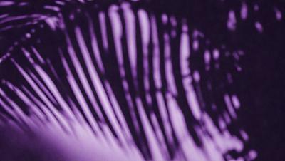 The primary subject of the image is a close-up of a palm tree. The setting is a dark purple background, which creates a dramatic and moody atmosphere. The visual style appears to be a digital art or illustration, as the palm tree is depicted in a detailed and artistic manner. The dominant colors are purple and black, with the palm tree being the main focus of the image.