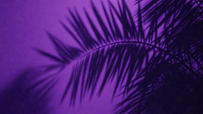 The primary subject of the image is a palm tree with large leaves. The setting is a purple background, which creates a unique and artistic visual style. The colors and mood of the image are predominantly purple, giving it a calm and serene atmosphere.