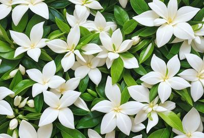 The primary subject of the image is a close-up of a white flower, possibly a lily, with green leaves surrounding it. The setting is a lush green background, which adds to the overall atmosphere of the image. The visual style appears to be a photo, capturing the beauty of the flower in its natural environment. The colors and mood of the image are predominantly white and green, creating a serene and peaceful ambiance.
