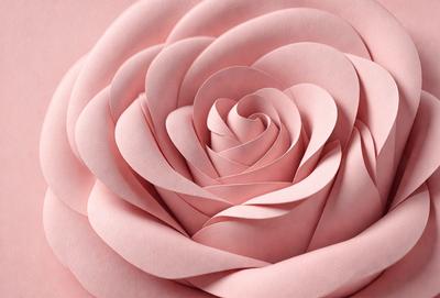 The primary subject of the image is a pink rose. The rose is the main focus of the image, and it is displayed against a pink background. The visual style of the image is a close-up of the rose, which gives it a detailed and intimate appearance. The colors and mood of the image are predominantly pink, creating a warm and romantic atmosphere.