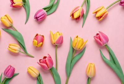 The primary subject of the image is a close-up of a bouquet of tulips, with various colors such as pink, yellow, and orange. The setting is a pink background, which adds a vibrant and warm atmosphere to the scene. The visual style is a combination of a photo and digital art, creating a realistic yet artistic representation of the flowers. The colors and mood of the image are lively and cheerful, as the tulips are depicted in a beautiful and eye-catching