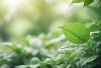The primary subject of the image is a leaf, which is the main object, scene, or focus of the image. The leaf is situated in a lush green environment, surrounded by a variety of green plants. The visual style of the image is a photo, capturing the natural beauty of the leaf and its surroundings. The colors and mood of the image are predominantly green, creating a serene and peaceful atmosphere.