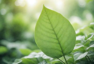 The primary subject of the image is a large green leaf, which is the main focus of the scene. The leaf is situated in a lush green forest, surrounded by a variety of green plants. The visual style of the image is a photo, capturing the natural beauty of the leaf and its environment. The colors and mood of the image are predominantly green, creating a serene and peaceful atmosphere.