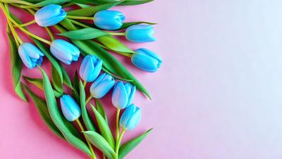 The primary subject of the image is a bouquet of blue tulips. The setting is a pink background, which creates a contrasting and visually appealing backdrop for the flowers. The visual style is a close-up of the flowers, showcasing their details and beauty. The colors and mood of the image are predominantly blue, which gives the scene a calm and serene atmosphere.
