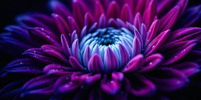 The primary subject of the image is a large purple flower with a blue center. The flower is the main focus of the image, and it is set against a purple background. The visual style of the image is a close-up of the flower, showcasing its details and colors. The dominant colors in the image are purple and blue, creating a calm and serene atmosphere.