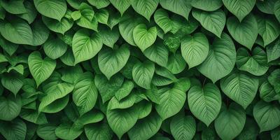 The primary subject of the image is a large green plant with many leaves. The plant is growing on a wall, creating a lush and vibrant scene. The setting is an outdoor environment, with the plant taking up a significant portion of the image. The visual style is a close-up of the plant, showcasing its intricate details. The colors and mood of the image are predominantly green, giving a sense of freshness and vitality.