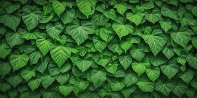 The primary subject of the image is a large green plant with leaves that are arranged in a dense, leafy pattern. The plant is growing on a wall, creating a lush, green backdrop. The visual style of the image is a close-up of the plant, showcasing its intricate details. The colors and mood of the image are predominantly green, giving it a fresh and vibrant atmosphere.