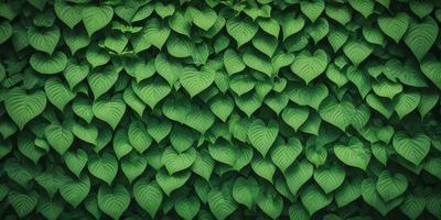 The image features a large green plant with many leaves, creating a lush and vibrant scene. The plant is positioned in the center of the image, with its leaves spreading outwards, filling the frame. The plant's leaves are green and appear to be heart-shaped, adding a touch of natural beauty to the scene. The overall atmosphere of the image is fresh, lively, and full of life.