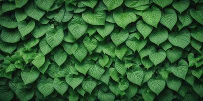 The primary subject of the image is a large green plant with many leaves. The plant is growing on a wall, creating a dense and lush greenery. The setting is an outdoor environment, with the plant taking up a significant portion of the scene. The visual style of the image is a close-up of the plant, showcasing its intricate details. The dominant colors in the image are green, which creates a calm and serene atmosphere.