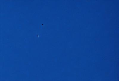 The primary subject of the image is a bird flying in the sky. The bird is positioned in the middle of the scene, soaring above the vast blue sky. The setting is a clear day with no clouds, providing a perfect backdrop for the bird's flight. The visual style of the image is a photo, capturing the bird in its natural environment. The colors and mood of the image are predominantly blue, creating a serene and peaceful atmosphere.