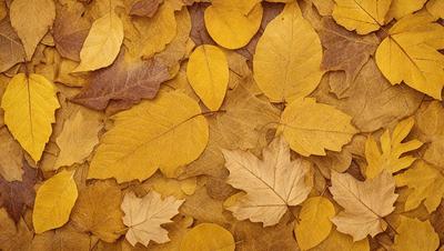 The primary subject of the image is a pile of yellow leaves scattered on the ground. The setting is an outdoor environment, possibly a forest or a park. The visual style is a close-up of the leaves, showcasing their texture and details. The colors and mood of the image are warm and inviting, with the yellow leaves creating a sense of autumn and natural beauty.