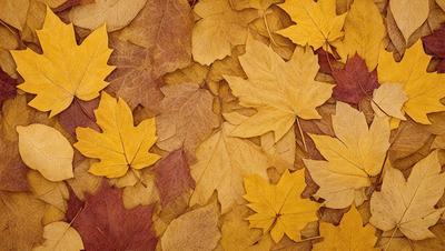 The primary subject of the image is a pile of yellow leaves scattered on the ground. The setting is an outdoor environment with a natural backdrop. The visual style is a photo of the leaves on the ground. The colors and mood of the image are warm and inviting, with the yellow leaves creating a sense of autumn and the natural environment.