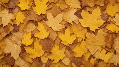 The primary subject of the image is a pile of yellow leaves scattered across a surface. The leaves are in various shapes and sizes, creating a visually interesting pattern. The setting appears to be outdoors, possibly during the fall season. The visual style of the image is a close-up of the leaves, emphasizing their details and textures. The colors and mood of the image are warm and inviting, with the yellow leaves evoking a sense of autumn and nature.