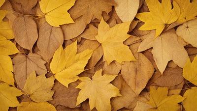 The primary subject of the image is a pile of yellow leaves scattered on the ground. The setting is an outdoor environment, possibly a forest or a park. The visual style is a close-up of the leaves, showcasing their texture and details. The colors and mood of the image are warm and natural, with the yellow leaves creating a sense of autumn and the outdoors.