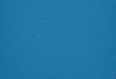 The primary subject of the image is a bird flying high in the sky. The bird is positioned in the middle of the scene, soaring above the vast blue sky. The setting is a clear day with no clouds, providing a perfect backdrop for the bird's flight. The visual style of the image is a photo, capturing the bird in its natural environment. The colors and mood of the image are predominantly blue, creating a serene and peaceful atmosphere.