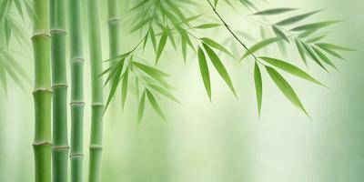 The primary subject of the image is a large bamboo plant with green leaves. The setting is a green background, which creates a natural and serene atmosphere. The visual style is a photo, capturing the beauty of the bamboo plant in its natural environment. The colors and mood of the image are predominantly green, reflecting the lush and vibrant nature of the plant.