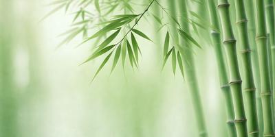 The primary subject of the image is a large green leaf, which is the main focus of the scene. The leaf is prominently displayed in the foreground, with a background of a white, green, and yellow color palette. The visual style of the image is a close-up of the leaf, showcasing its intricate details. The overall atmosphere of the image is serene and natural, with the leaf being the central element of the composition.