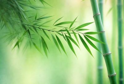 The primary subject of the image is a large green bamboo leaf. The leaf is prominently displayed in the foreground, with a background of a lush green field. The visual style of the image is a close-up of the bamboo leaf, showcasing its intricate texture and details. The colors in the image are predominantly green, creating a serene and natural atmosphere.