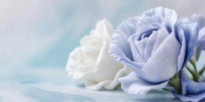 The primary subject of the image is a pair of white and blue flowers. The flowers are placed on a table, which serves as the setting for the scene. The visual style of the image is a photo, capturing the beauty of the flowers in their natural environment. The colors and mood of the image are predominantly white and blue, creating a serene and calming atmosphere.