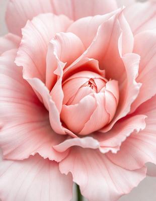 The primary subject of the image is a pink flower with a white center, which is the main focus of the image. The setting is a white background, which provides a clean and minimalistic look. The visual style is a close-up of the flower, showcasing its details and texture. The colors in the image are predominantly pink and white, creating a soft and delicate atmosphere.