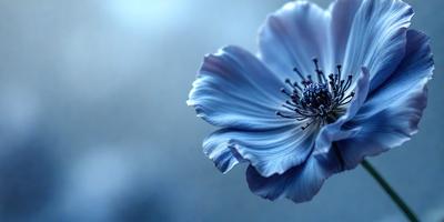 The primary subject of the image is a blue flower with a white center, which is the main focus of the image. The setting is a dark background, which contrasts with the vibrant blue flower. The visual style is a close-up of the flower, showcasing its details. The colors and mood of the image are predominantly blue, creating a calm and serene atmosphere.