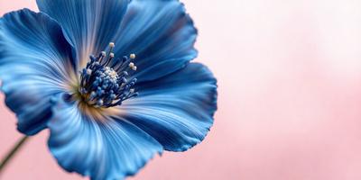 The primary subject of the image is a blue flower with white centers. The setting is a white background, which provides a clean and minimalistic look. The visual style is a close-up of the flower, showcasing its details. The dominant colors are blue and white, creating a calm and serene atmosphere.