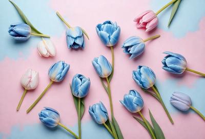 The primary subject of the image is a bouquet of blue and white tulips. The setting is a pink background, which adds a contrasting color to the scene. The visual style is a close-up of the tulips, showcasing their details and beauty. The colors and mood of the image are predominantly blue and white, creating a serene and elegant atmosphere.