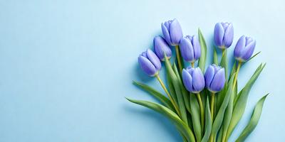 The primary subject of the image is a bouquet of purple tulips. The setting is a blue wall, which serves as the backdrop for the flowers. The visual style is a close-up of the flowers, showcasing their beauty and details. The colors and mood of the image are predominantly purple, creating a serene and calming atmosphere.