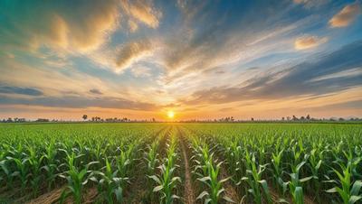 The primary subject of the image is a field of corn, with a sunset in the background. The field is filled with tall green corn, and the sun is setting in the distance, casting a warm glow over the scene. The visual style of the image is a photo, capturing the natural beauty of the corn field and the sunset. The colors and mood of the image are dominated by the vibrant green of the corn and the warm, serene hues of the sunset.
