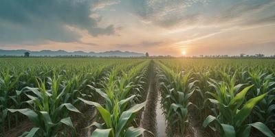 The primary subject of the image is a field of corn, with a sunset in the background. The field is filled with tall, green corn plants, and the sun is setting in the distance, casting a warm glow over the scene. The visual style of the image is a photo, capturing the natural beauty of the corn field and the serene atmosphere of the sunset. The colors and mood of the image are predominantly warm and serene, with the vibrant green of the corn plants and the warm hues