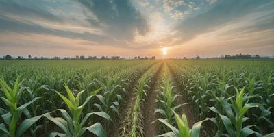 The primary subject of the image is a field of tall green corn. The setting is a sunset, with the sun peeking through the clouds, casting a warm glow over the field. The visual style is a photo, capturing the natural beauty of the corn and the serene atmosphere of the sunset. The dominant colors are green and orange, with the green corn standing out against the orange sky. The overall mood of the image is peaceful and tranquil, evoking a sense of calmness and serenity