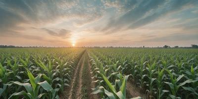 The primary subject of the image is a field of tall green corn. The setting is a sunset, with the sun visible in the background. The visual style is a photo of the corn field, capturing the natural beauty of the landscape. The dominant colors are green and orange, with the green corn and the orange sunset creating a serene and peaceful atmosphere.