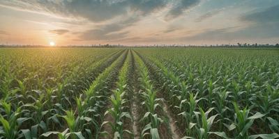 The image features a large field of corn, with the sun setting in the background. The corn is tall and green, creating a vibrant and lush scene. The field is vast, with the corn spreading across the entire image. The sunset adds a warm and serene atmosphere to the scene, making it a beautiful representation of a thriving cornfield.
