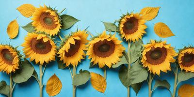The primary subject of the image is a group of sunflowers, with each flower featuring a different stage of growth. The setting is a blue background, which provides a contrasting and visually appealing backdrop for the sunflowers. The visual style of the image is a close-up of the flowers, showcasing their details and textures. The colors and mood of the image are predominantly warm and vibrant, with the sunflowers being the main focus and source of visual interest.