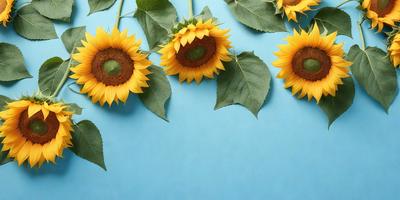 The primary subject of the image is a group of sunflowers. They are arranged in a row, with some of them being larger and more prominent than others. The setting is a blue background, which provides a contrasting and visually appealing backdrop for the sunflowers. The visual style of the image is a close-up of the sunflowers, showcasing their details and textures. The colors and mood of the image are predominantly warm and vibrant, with the sunflowers being the main
