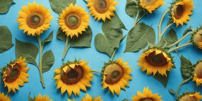 Primary subject: Sunflowers
Setting/background: Blue surface
Visual style: Photo
Colors and mood: Yellow and orange