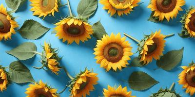 The primary subject of the image is a close-up of a sunflower. The setting is a blue background, which creates a contrast with the yellow sunflower. The visual style is a photo, capturing the details of the flower. The dominant colors are yellow and blue, creating a warm and vibrant atmosphere.