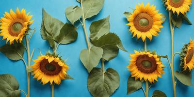 The primary subject of the image is a close-up of a sunflower. The setting is a blue background, which creates a contrast with the yellow and green colors of the sunflower. The visual style is a photo, capturing the details of the flower. The colors and mood of the image are vibrant and cheerful, as the sunflower is a symbol of warmth and positivity.