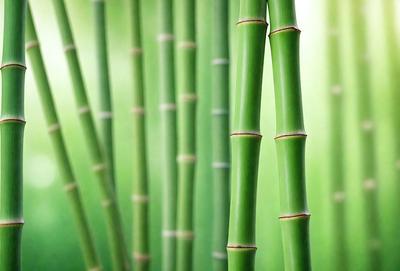 The primary subject of the image is a close-up of a group of bamboo stalks. The setting is a green background, which adds to the natural and serene atmosphere of the scene. The visual style is a photo, capturing the details and textures of the bamboo stalks. The colors in the image are predominantly green, which is consistent with the natural environment of the bamboo stalks.